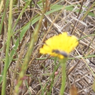 Apiformes (informal group) (Unidentified bee) at Yarralumla Grassland (YGW) - 19 Feb 2024 by MichaelMulvaney
