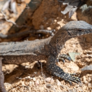 Varanus rosenbergi at Lower Cotter Catchment - 19 Feb 2024