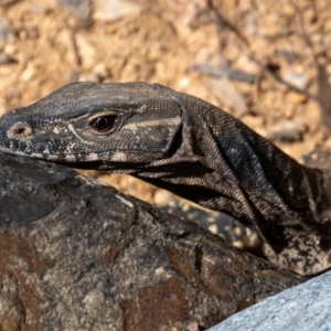 Varanus rosenbergi at Lower Cotter Catchment - 19 Feb 2024