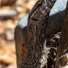 Varanus rosenbergi at Lower Cotter Catchment - 19 Feb 2024