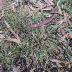 Rytidosperma sp. at Watson, ACT - 19 Feb 2024 08:40 AM