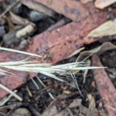 Rytidosperma sp. at Watson, ACT - 19 Feb 2024 08:40 AM
