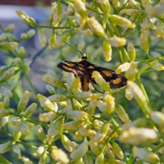 Asura (genus) (a Tiger moth) at Watson, ACT - 8 Feb 2024 by abread111