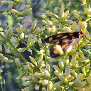 Asura (genus) at Watson, ACT - 9 Feb 2024 08:57 AM