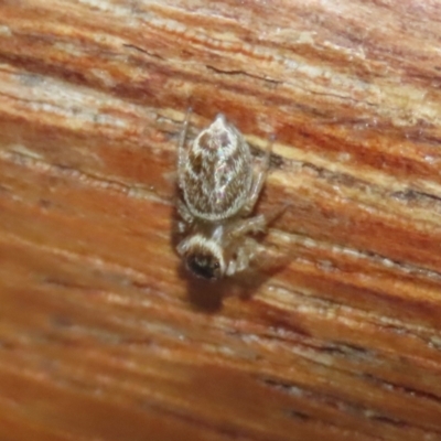 Maratus griseus (Jumping spider) at Fyshwick, ACT - 19 Feb 2024 by RodDeb