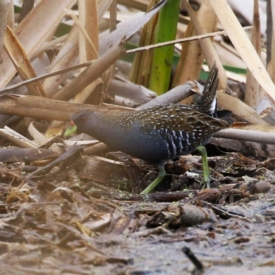 Porzana fluminea (Australian Spotted Crake) at Jerrabomberra Wetlands - 19 Feb 2024 by RodDeb