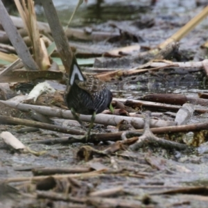 Porzana fluminea at Jerrabomberra Wetlands - 19 Feb 2024 12:54 PM