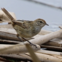 Poodytes gramineus (Little Grassbird) at Jerrabomberra Wetlands - 19 Feb 2024 by RodDeb
