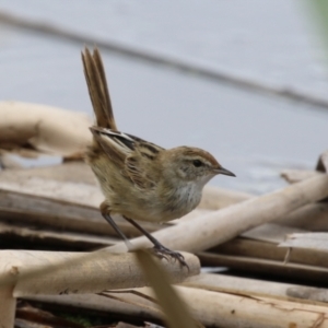 Poodytes gramineus at Jerrabomberra Wetlands - 19 Feb 2024