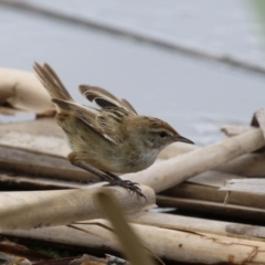 Poodytes gramineus at Jerrabomberra Wetlands - 19 Feb 2024