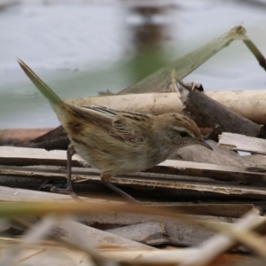 Poodytes gramineus at Jerrabomberra Wetlands - 19 Feb 2024 12:57 PM