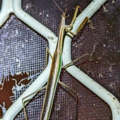 Archimantis sp. (genus) at Lions Youth Haven - Westwood Farm A.C.T. - 19 Feb 2024 by HelenCross