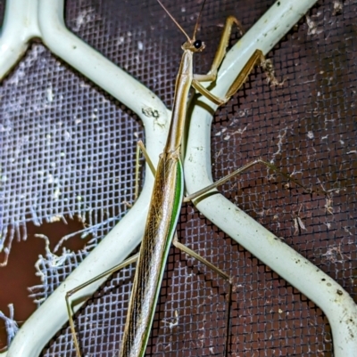 Archimantis sp. (genus) at Kambah, ACT - 19 Feb 2024 by HelenCross