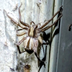 Argoctenus sp. (genus) (Wandering ghost spider) at Lions Youth Haven - Westwood Farm A.C.T. - 19 Feb 2024 by HelenCross
