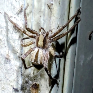 Argoctenus sp. (genus) at Lions Youth Haven - Westwood Farm A.C.T. - suppressed