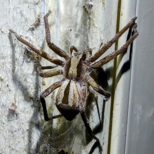 Argoctenus sp. (genus) at Lions Youth Haven - Westwood Farm A.C.T. - suppressed