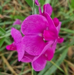 Lathyrus latifolius (Perennial Pea) at Chifley, ACT - 18 Feb 2024 by WalkYonder