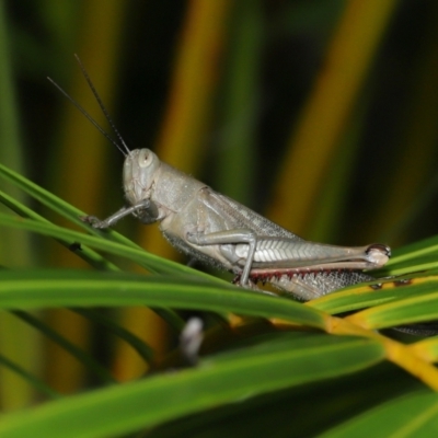 Valanga irregularis (Hedge Grasshopper) at Wellington Point, QLD - 19 Feb 2024 by TimL