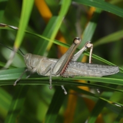 Valanga irregularis at Wellington Point, QLD - suppressed
