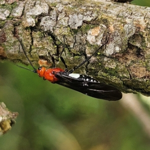 Braconidae (family) at QPRC LGA - 18 Feb 2024