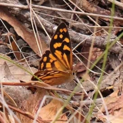 Heteronympha paradelpha (Spotted Brown) at ANBG South Annex - 10 Feb 2024 by ConBoekel