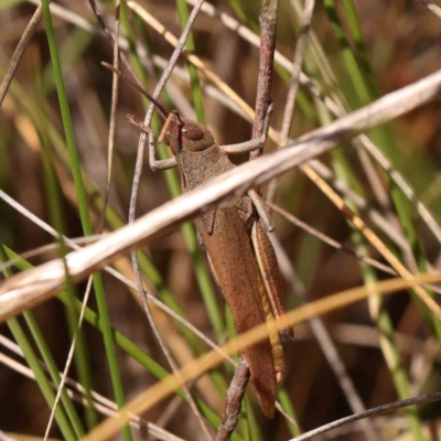 Unidentified Grasshopper, Cricket or Katydid (Orthoptera) at ANBG South Annex - 10 Feb 2024 by ConBoekel