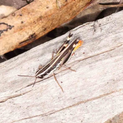 Macrotona australis (Common Macrotona Grasshopper) at Acton, ACT - 10 Feb 2024 by ConBoekel