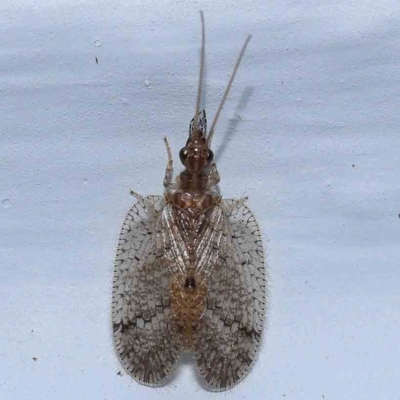 Carobius sp. (genus) (Brown Lacewing) at Turner, ACT - 12 Feb 2024 by ConBoekel