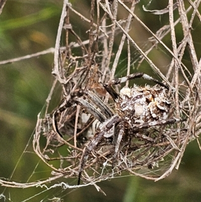 Backobourkia sp. (genus) (An orb weaver) at Molonglo River Reserve - 15 Feb 2024 by Jiggy