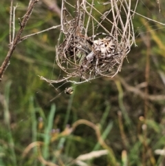 Backobourkia sp. (genus) at Molonglo River Reserve - 16 Feb 2024