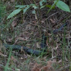 Pseudechis porphyriacus (Red-bellied Black Snake) at Glenbrook, NSW - 5 Feb 2024 by BirdoMatt