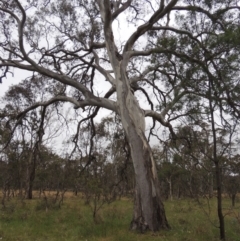 Eucalyptus blakelyi (Blakely's Red Gum) at Mulligans Flat - 4 Nov 2023 by MichaelBedingfield