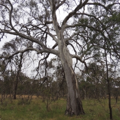 Eucalyptus blakelyi (Blakely's Red Gum) at Mulligans Flat - 4 Nov 2023 by michaelb