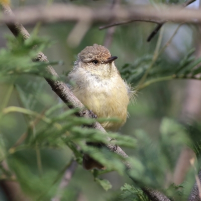 Acanthiza reguloides (Buff-rumped Thornbill) at Strathnairn, ACT - 19 Feb 2024 by Trevor