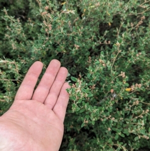 Pomaderris pallida at Pine Island to Point Hut - 20 Feb 2024 11:20 AM