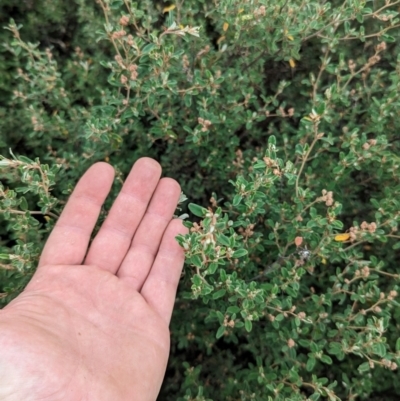 Pomaderris pallida (Pale Pomaderris) at Pine Island to Point Hut - 20 Feb 2024 by JP95