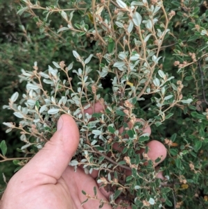 Pomaderris pallida at Pine Island to Point Hut - 20 Feb 2024