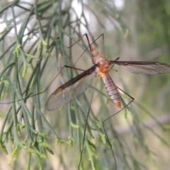 Leptotarsus (Leptotarsus) sp.(genus) at Bonner, ACT - 4 Nov 2023 by michaelb