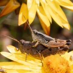 Phaulacridium vittatum (Wingless Grasshopper) at Acton, ACT - 19 Feb 2024 by Roger