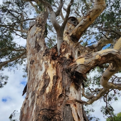 Eucalyptus polyanthemos subsp. polyanthemos (Red Box) at Oakey Hill - 20 Feb 2024 by Steve818