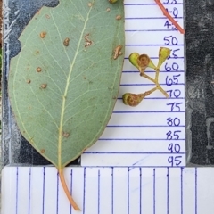 Eucalyptus polyanthemos subsp. polyanthemos at Oakey Hill - 20 Feb 2024