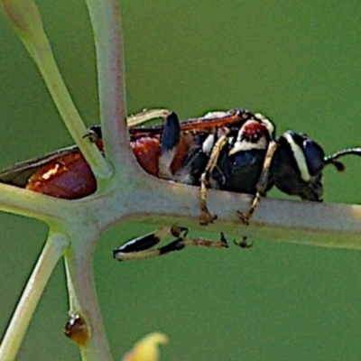 Pergagrapta sp. (genus) (A sawfly) at Hughes, ACT - 17 Feb 2024 by betchern0t