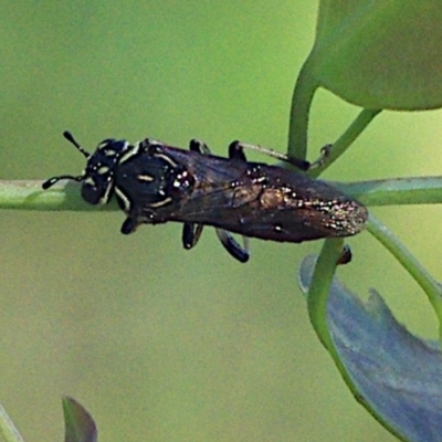 Pergagrapta sp. (genus) (A sawfly) at Throsby, ACT - 17 Feb 2024 by betchern0t