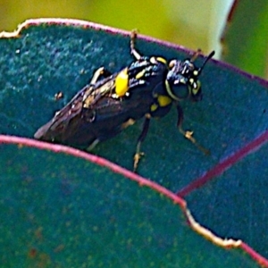 Pergagrapta bicolor at Mulligans Flat - 18 Feb 2024