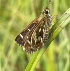 Atkinsia dominula (Two-brand grass-skipper) at Mt Holland - 19 Feb 2024 by JaneR