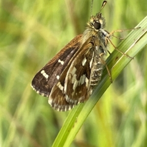 Atkinsia dominula at Mt Holland - suppressed