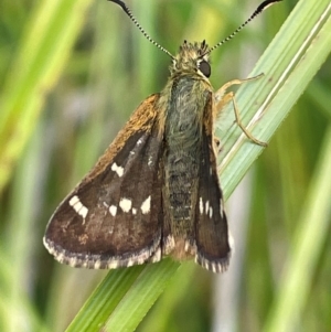 Atkinsia dominula at Mt Holland - suppressed