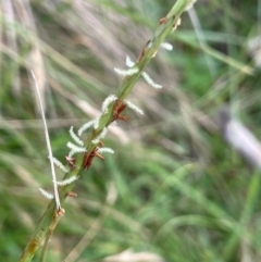 Hemarthria uncinata (Matgrass) at Mt Holland - 19 Feb 2024 by JaneR