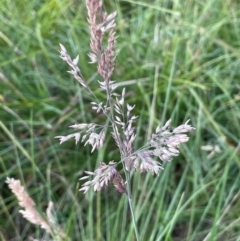 Holcus lanatus (Yorkshire Fog) at Mt Holland - 19 Feb 2024 by JaneR