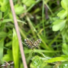 Cyperus sanguinolentus (A Sedge) at Mt Holland - 18 Feb 2024 by JaneR